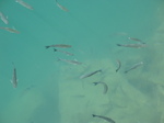 27619 Fish in Corralejo harbour.jpg